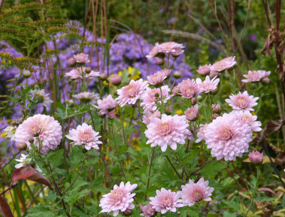 2017-10-21 Chrysanthemum 'Romantica'.jpg