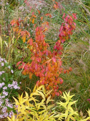 2017-10-21 Parrotia subaequalis.jpg