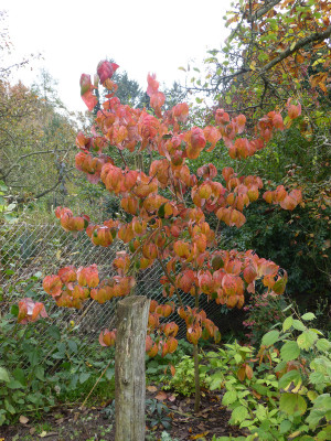 2017-10-21 Cornus florida.jpg