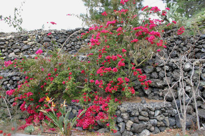 La_Palma010.jpg