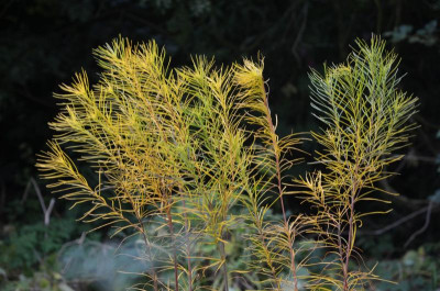 CoptanAsh.17-18.Amsonia.jpg