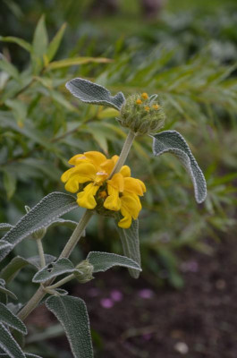 CoptanAsh.17-23.Phlomis.jpg