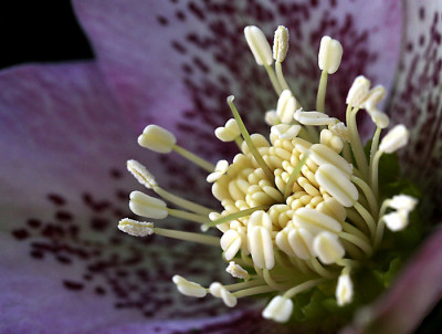 Helleborus-Versuch-1.jpg