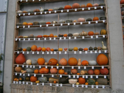 Okt 17 003.JPG