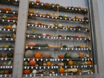 Okt 17 004.JPG
