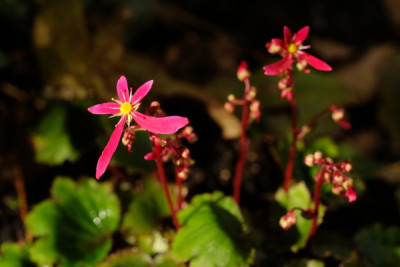DSCF4109_2722.JPG