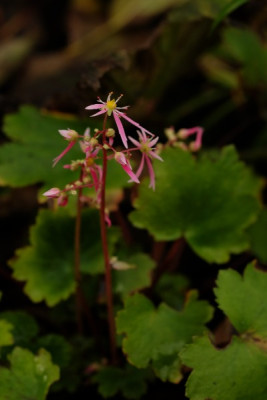 DSCF4111_2723.JPG