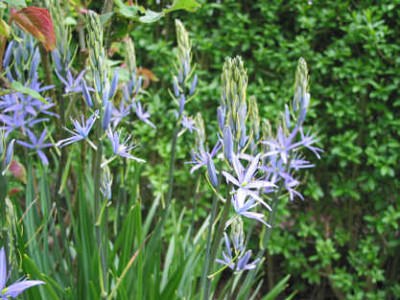 Camassia3.jpg