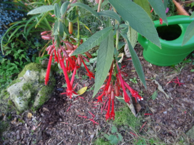 fuchsie bolivi..JPG