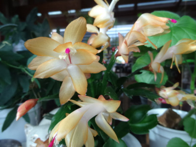 schlumbergera gelb.JPG