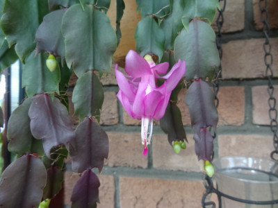 schlumbergera.JPG