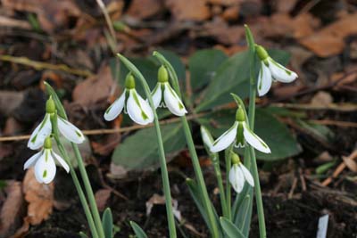 z-Cultivars-South_Hayes_3954.jpg