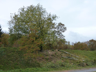 birkengruppegeschichte.JPG