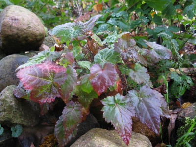 Astilbe simplicifolia.JPG