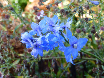 2017-10-22 Delphinium.jpg