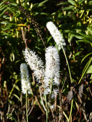 2017-10-22 Cimicifuga simplex 'White Pearl'.jpg
