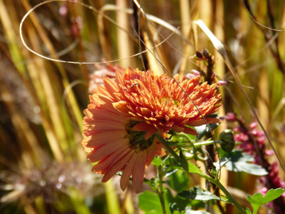 2017-10-22 Chrysanthemum 'Paul Boissier'.jpg