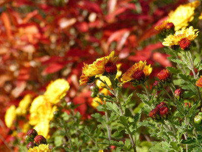 2017-10-22 Gartenimpressionen 6.jpg
