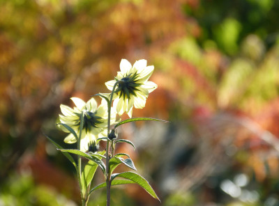 2017-10-22 Gartenimpressionen 8.jpg