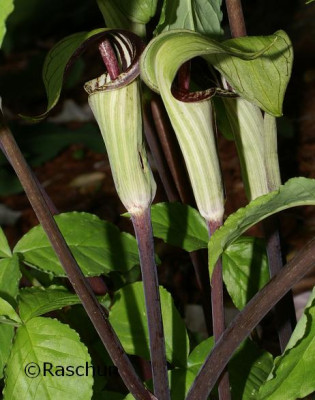 A._triphyllum1.JPG