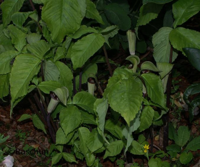 A._triphyllum.JPG