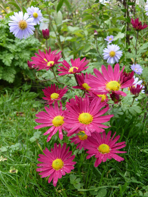 2017-10-21 Chrysanthemum 'Ahlemer Rote' 2.jpg