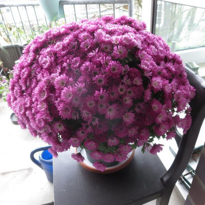 Chrysanthemum von Rose_6151.jpg