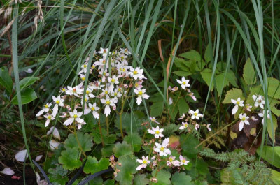 Saxifraga_cortusifolia.17-2.jpg