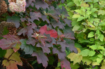Hydrangea_quercifolia.17-1.jpg