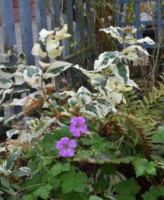 Geranium-PinkPenny.17-2.jpg
