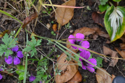 Geranium-DragonHeart.17-1.jpg