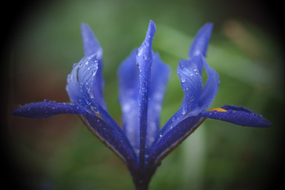 Iris-reticulata-120207-k.jpg