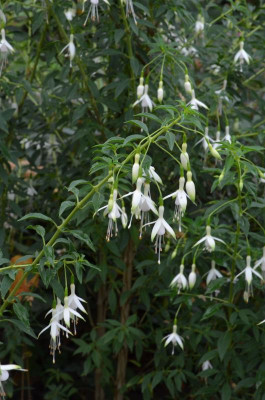 Fuchsia-Hawkshead.17-2.jpg