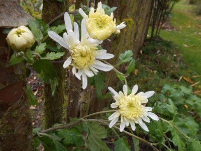 ChrysanthemeOhneName.JPG