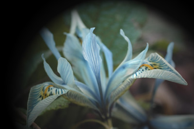Iris-reticulata-120207-2-k.jpg
