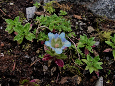 Gentiana depressa 25.10.17.JPG