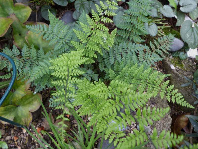 Cheilanthes alabamensis  ...   26.1017 016.jpg