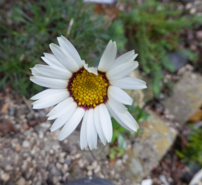 Chrysanthemum maresii  ...   26.1017 001.jpg