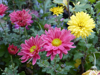2017-10-26 Chrysanthemum 'Bad Mergentheim' - ''Kleiner Goldball'.jpg