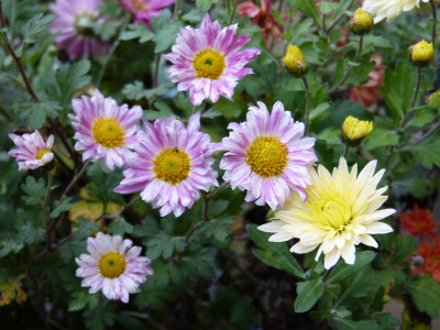 2017-10-26 Chrysanthemum 'Stolze von Berlin' - 'Novembersonne'.jpg