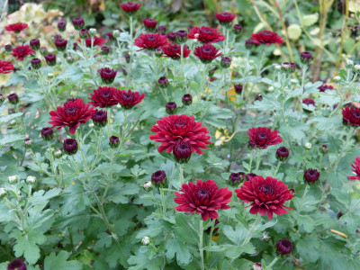 2017-10-26 Chrysanthemum 'La Boum'.jpg