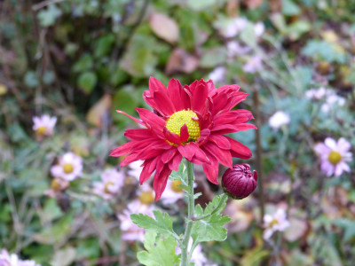 2017-10-26 Chrysanthemum 'Wappenschild'.jpg