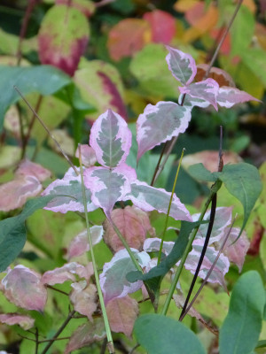 2017-10-26 Cornus kousa 'Snowboy'.jpg