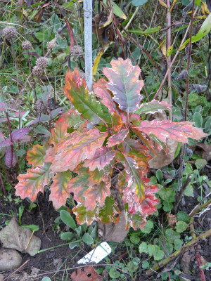 2017-10-26 Quercus rubra 'Wolfdonk's Pride'.jpg