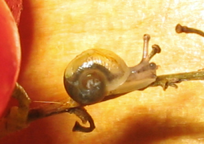 kleiner_Schneck_1_1.jpg