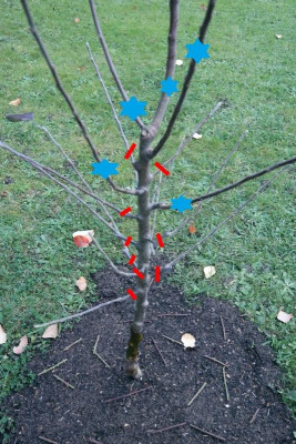 apfelbaum.jpg