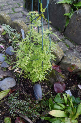 Lygodium japonicum  ...   27.10.17 027.jpg