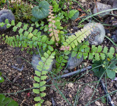 Adiantum caudatum ...    27.10.17 005.jpg