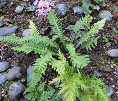 Blechnum mochaenum ...    27.10.17 028.jpg
