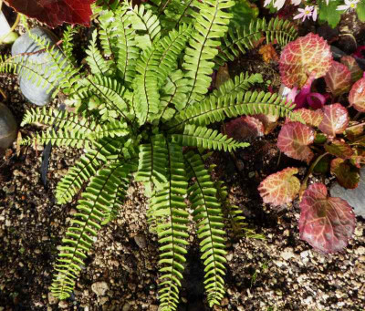 Asplenium monanthes ...    27.10.17 020.jpg